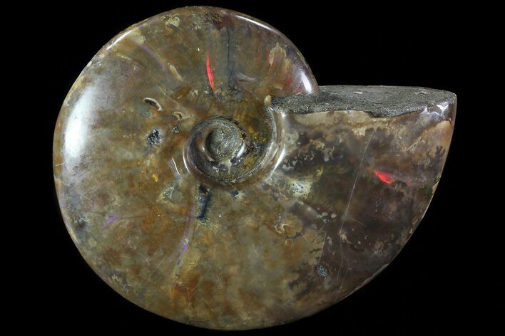 Polished Ammonite (Purple Iridescent Hues) - Madagascar #81388